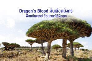Dragon’s Blood ต้นเลือดมังกร พืชมหัศจรรย์ ย้อนเวลาให้ผิวคุณ